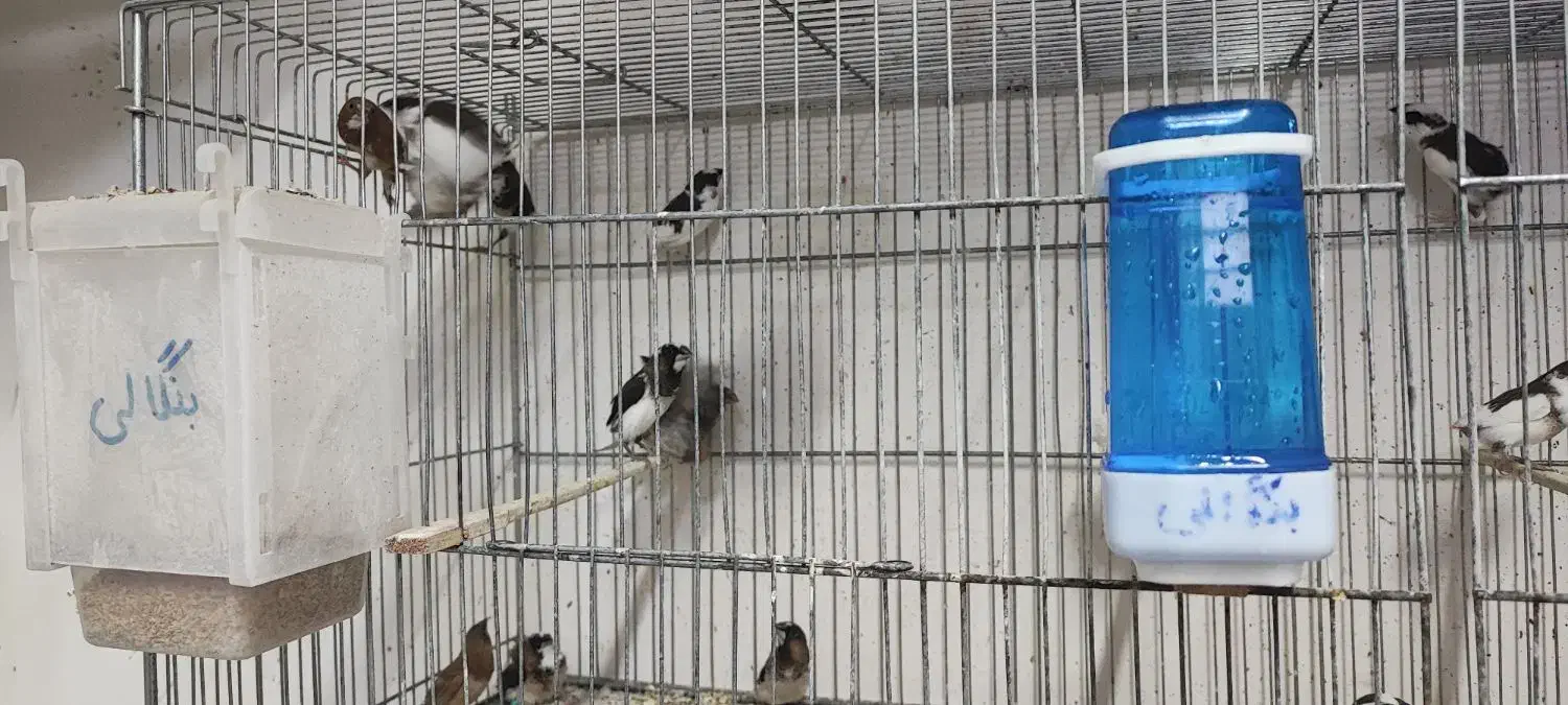 فنچ بنگالی|پرنده|سبزوار, غرب نیروگاه|دیوار