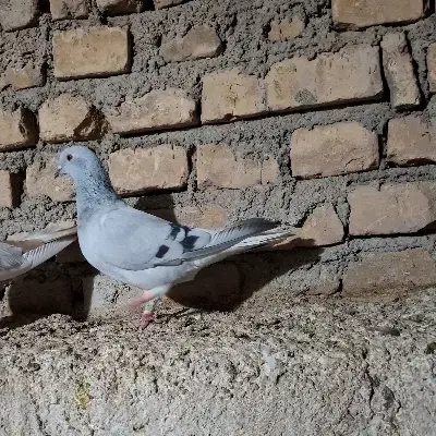 ماده شامی دم سفید مهر|پرنده|میبد, |دیوار