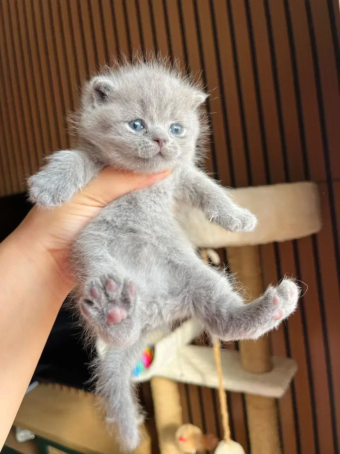 گربه بلو چشم پرتقالی اصیل|گربه|چالوس, |دیوار