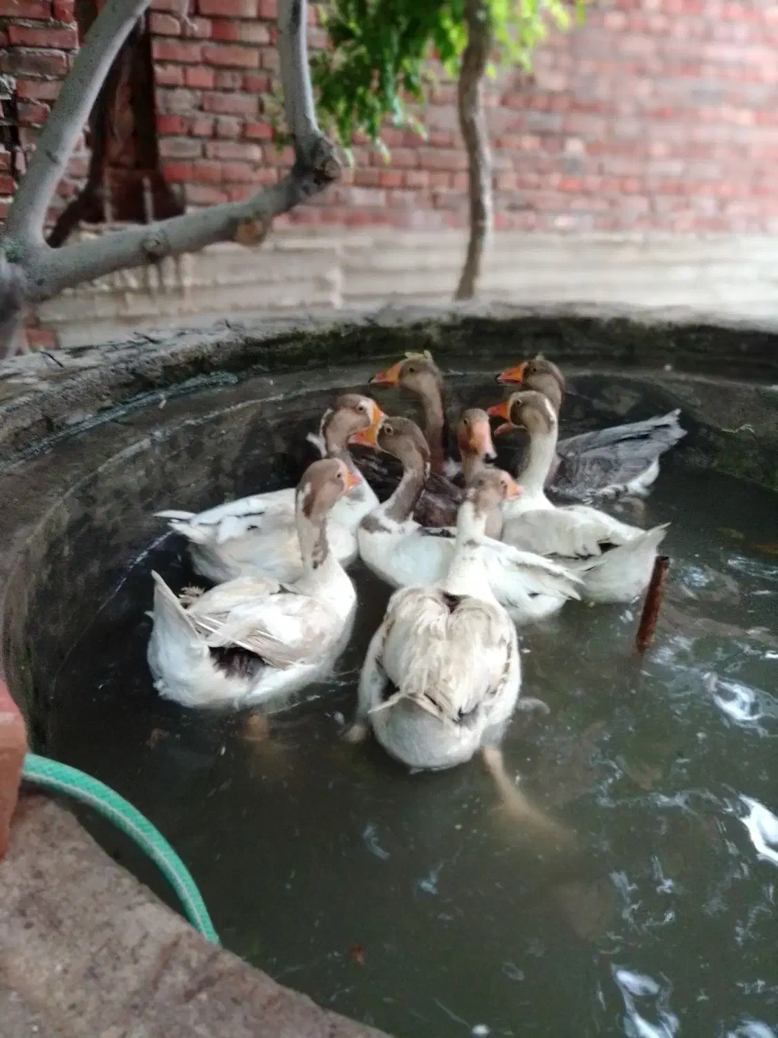 فروش غاز نر و ماده|حیوانات مزرعه|آذرشهر, |دیوار