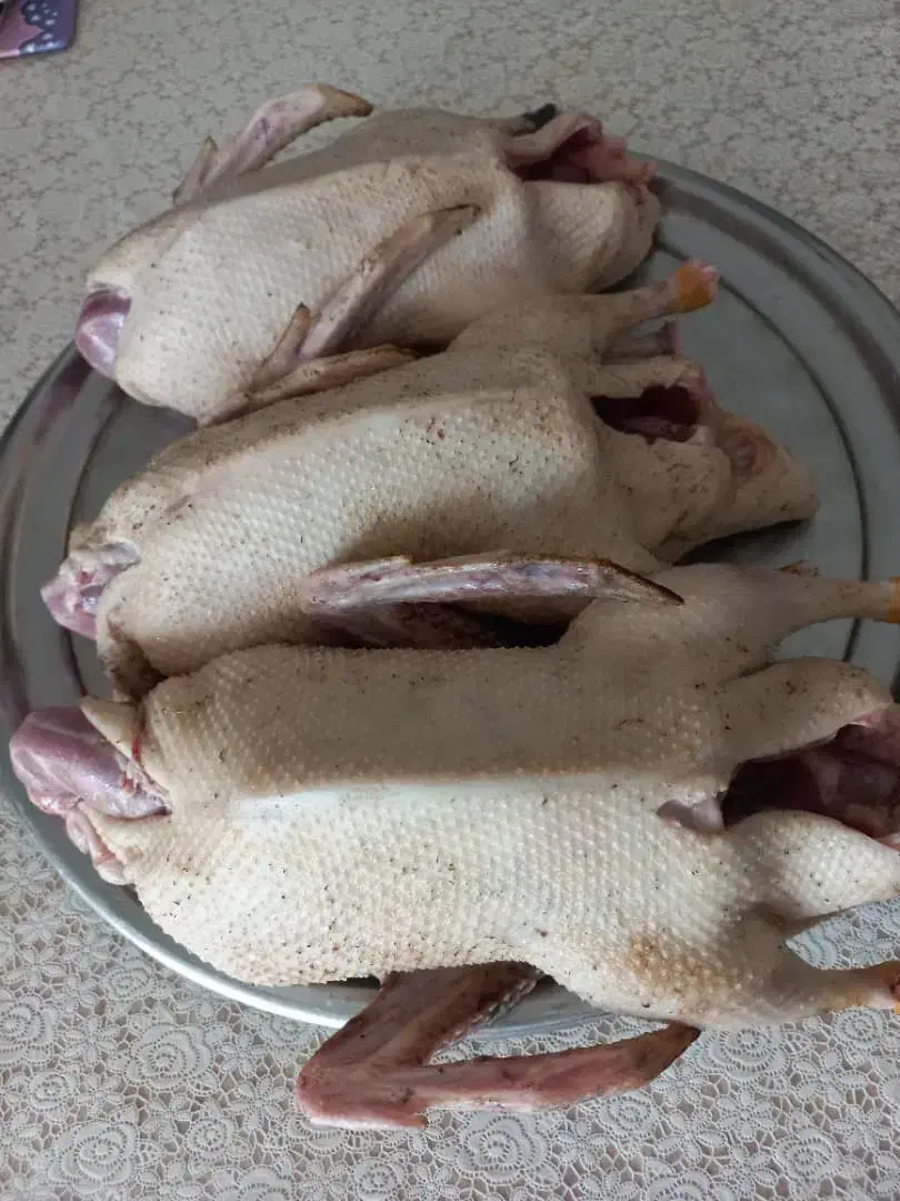 اردک .غاز .بوقلمون. مرغ و خروس .بلدرچین|حیوانات مزرعه|رشت, فلسطین|دیوار