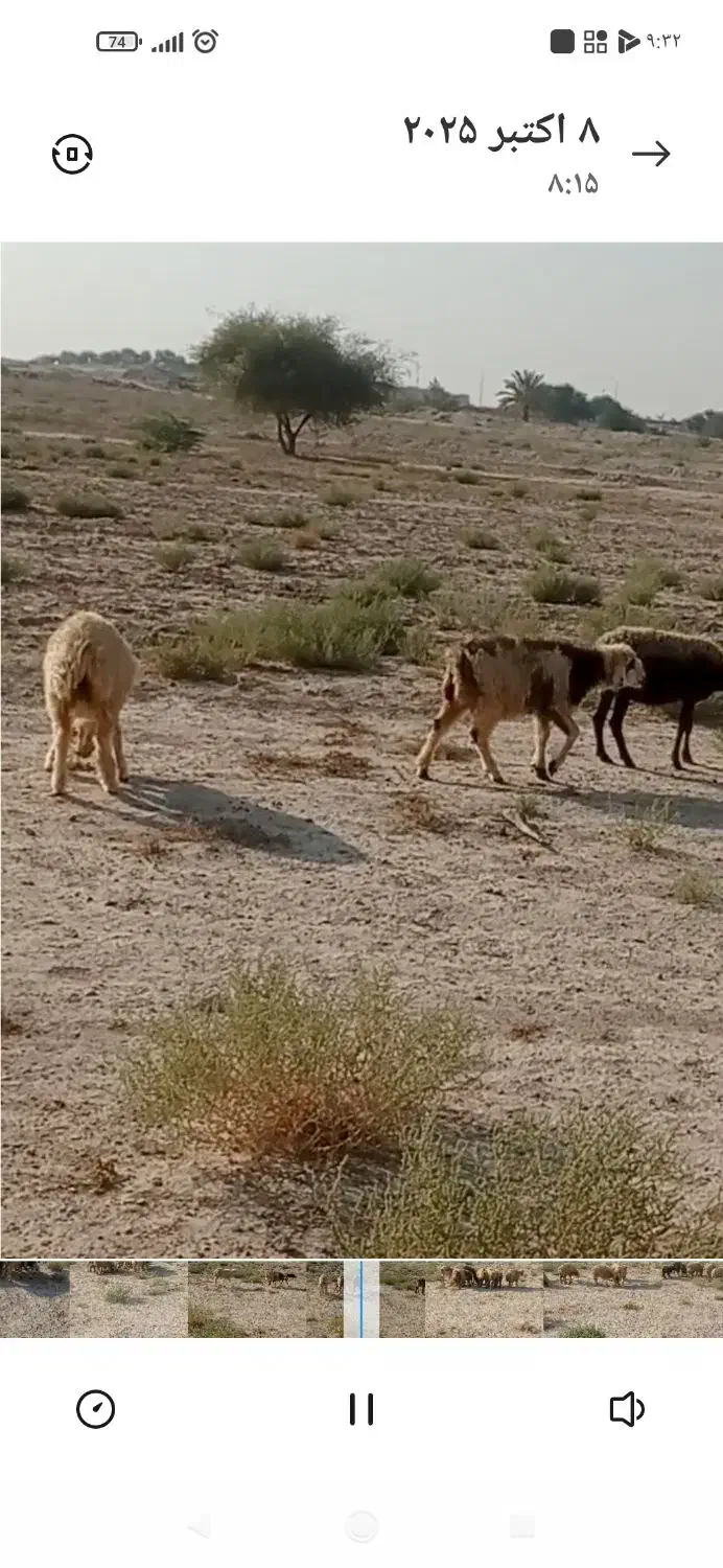 دوعدد بره ماده|حیوانات مزرعه|ریگ, |دیوار