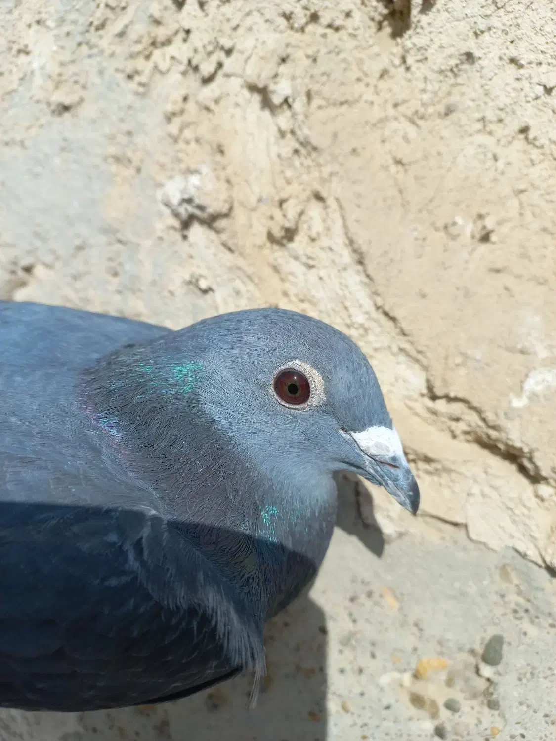 نرجان اردن|پرنده|زهک, |دیوار