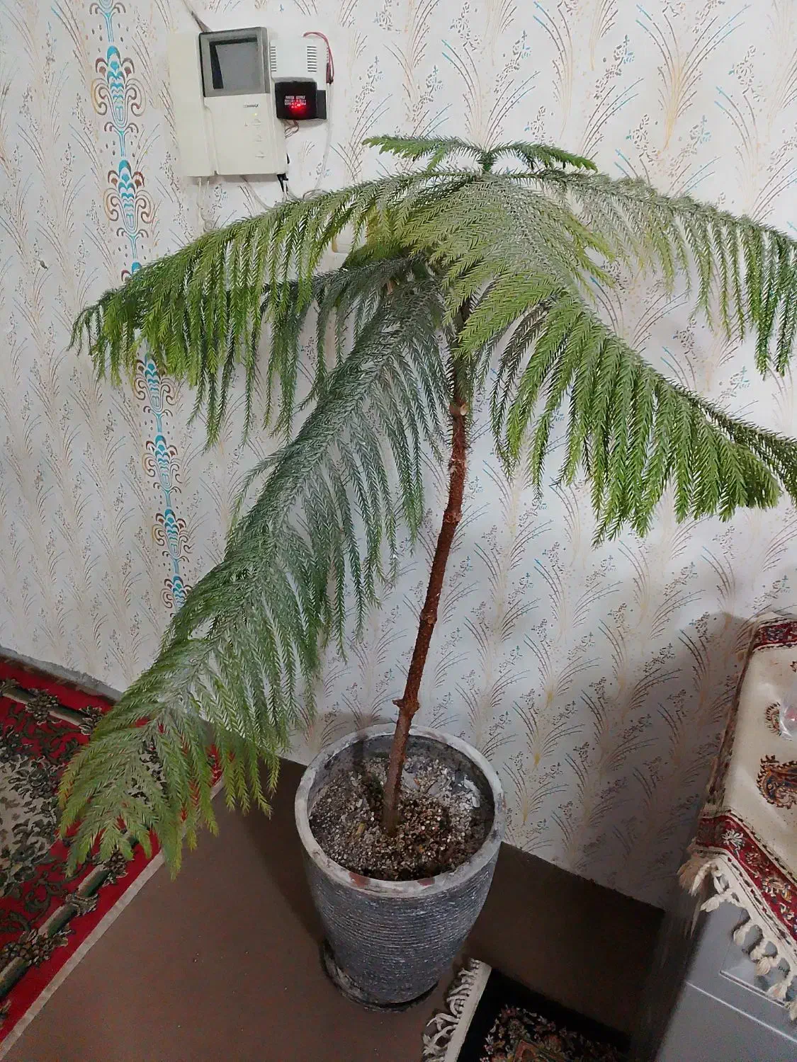 گلدان و گل مطبق|گل و گیاه طبیعی|مشهد, سپاد|دیوار