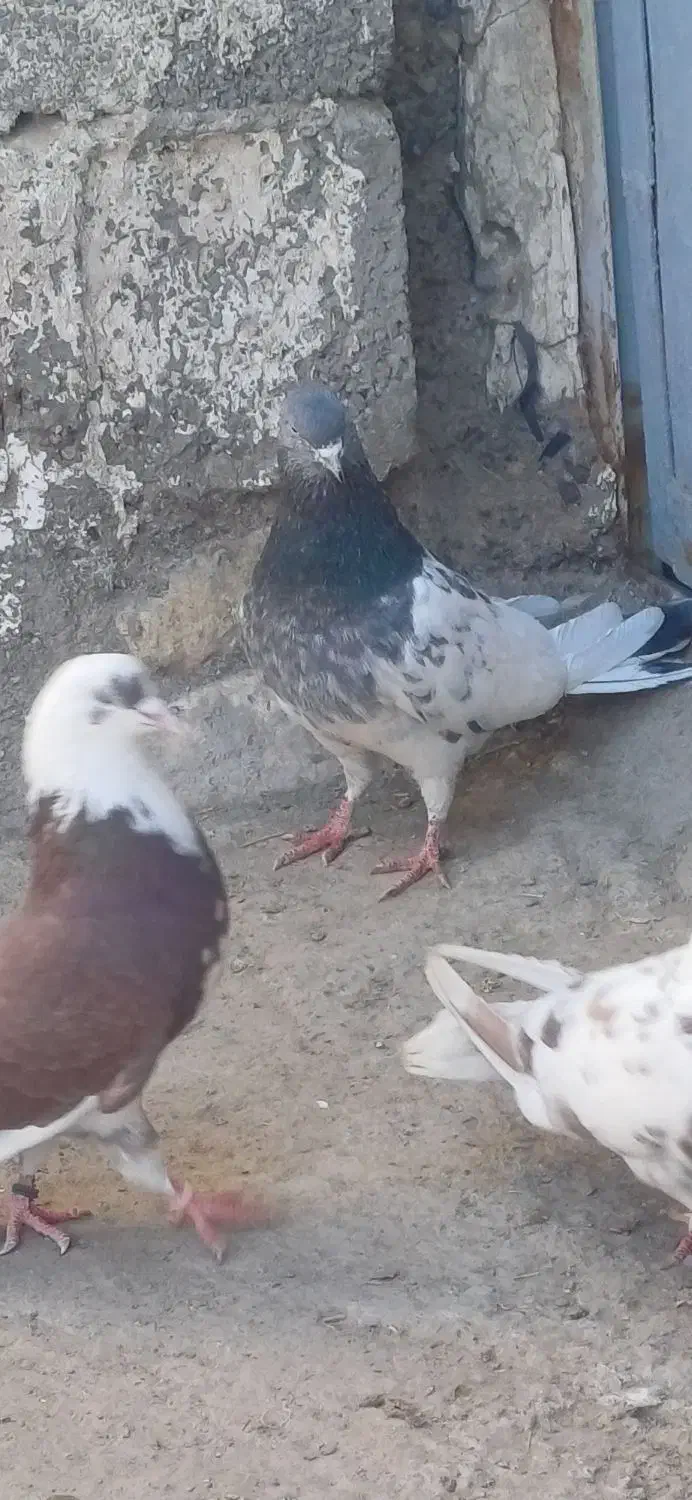 کفتر پرشی|پرنده|سیرجان, |دیوار