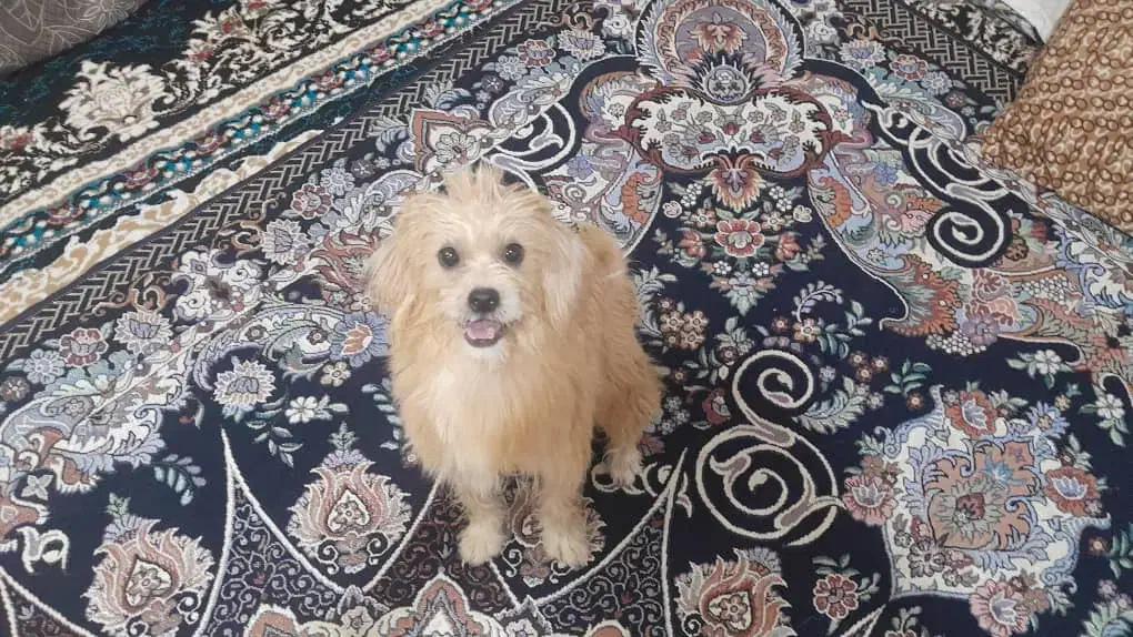 دو عدد سگ پشمی شیتزو ،اشپیز|سگ|بندرعباس, |دیوار