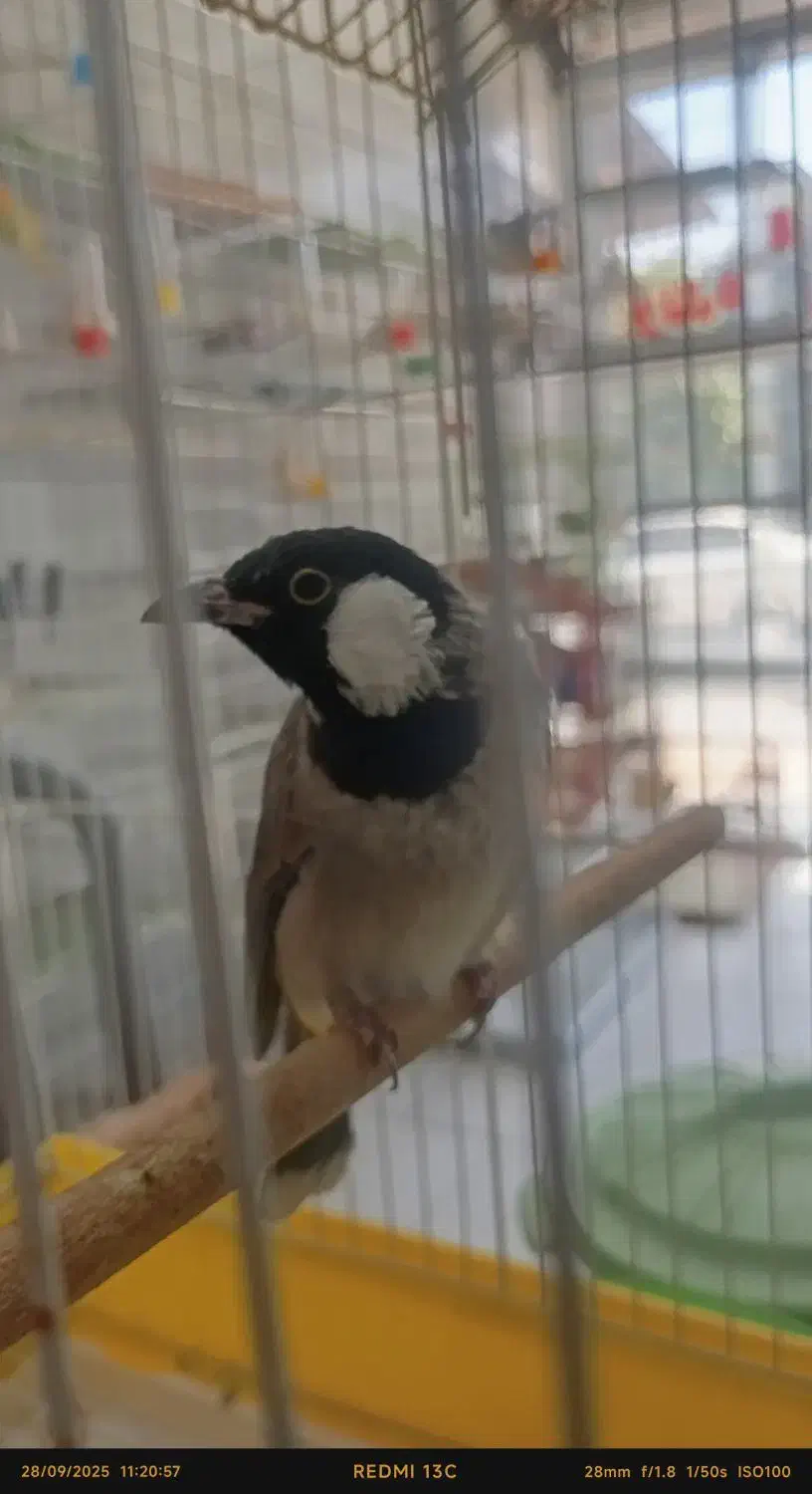 پرنده سرای ققنوس|پرنده|دوگنبدان, |دیوار