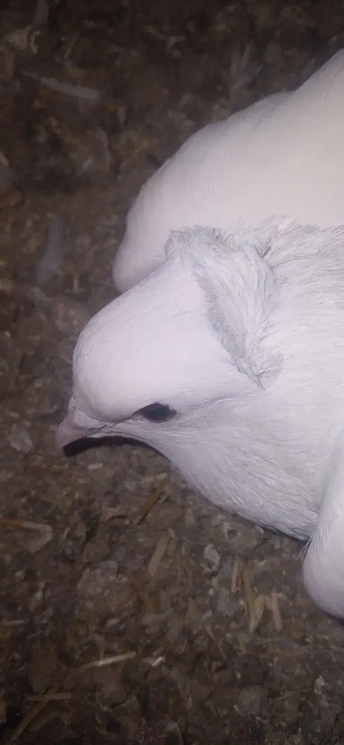 کبوتر گتوند|پرنده|گتوند, |دیوار