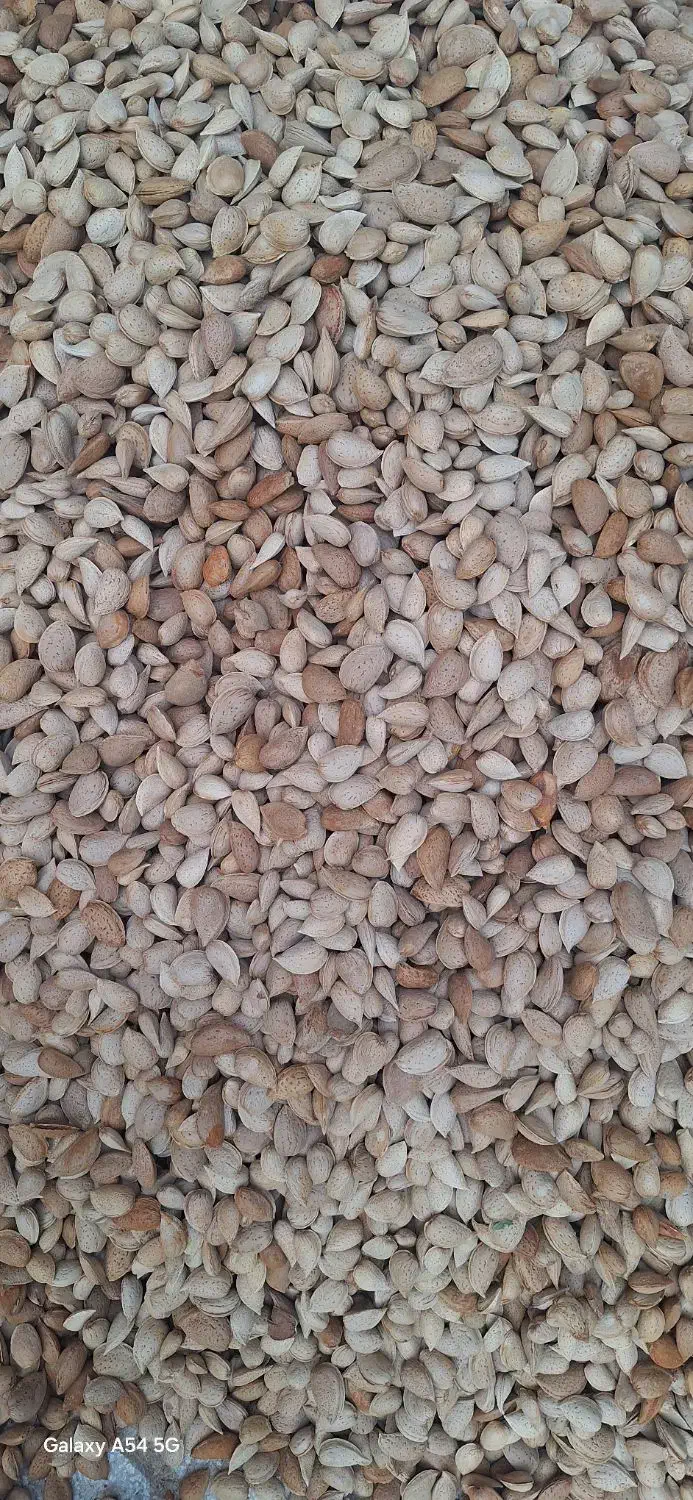 بادام درختی|خوردنی و آشامیدنی|محمدشهر, ولدآباد|دیوار