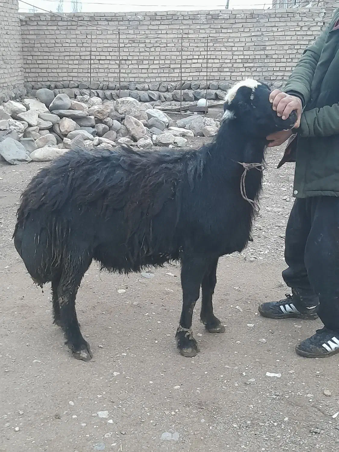 گوچ|حیوانات مزرعه|سراب, |دیوار