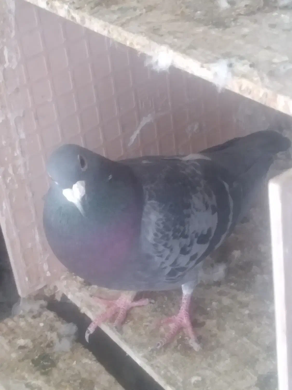 دوبر|پرنده|کوراییم, |دیوار