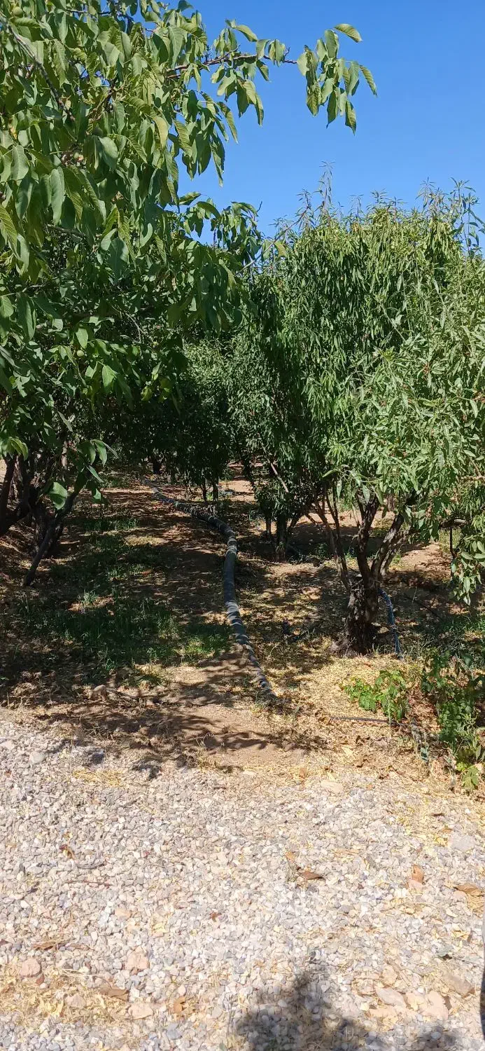 باغ بادام|فروش دفتر صنعتی، کشاورزی، تجاری|بن, |دیوار