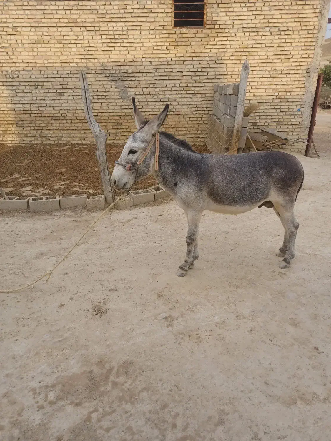 الاغ نر|حیوانات مزرعه|دیواندره, |دیوار