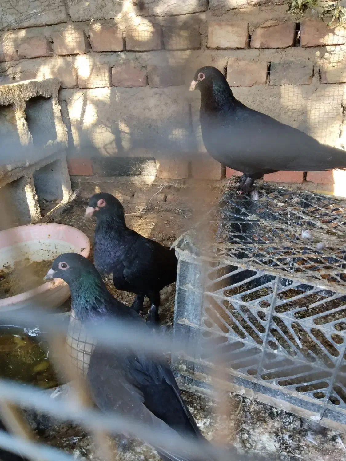 کبوتر زاغ سیستان|پرنده|خاش, |دیوار