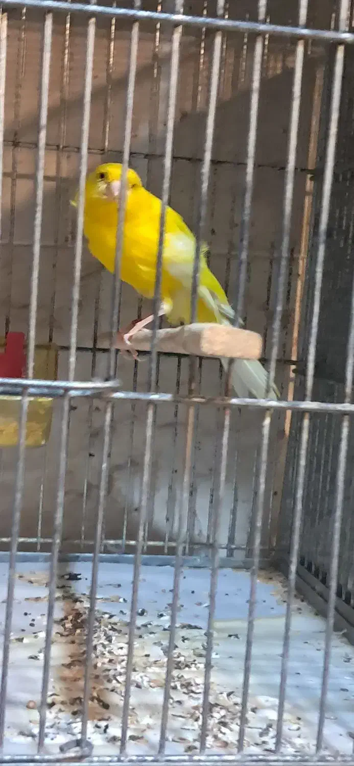 قناری رسمی بلند نرماده|پرنده|همدان, |دیوار