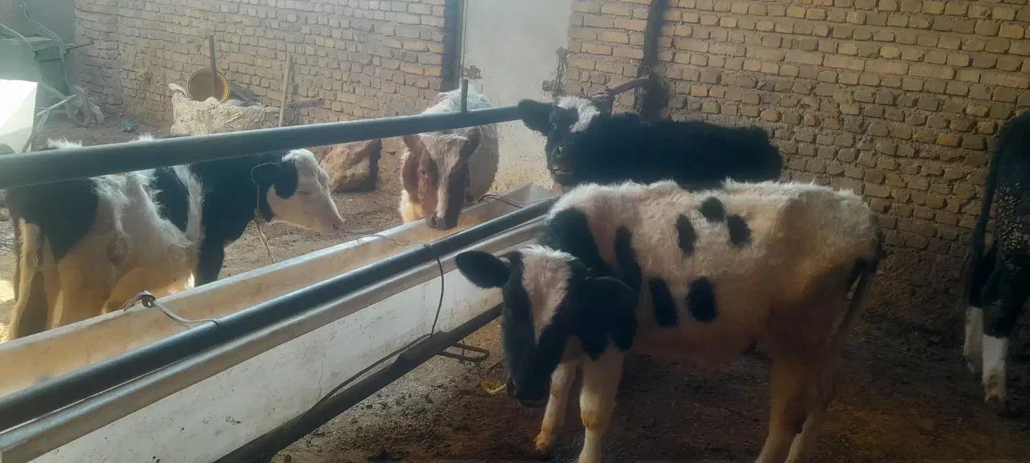 گوساله نر|حیوانات مزرعه|اشتهارد, |دیوار