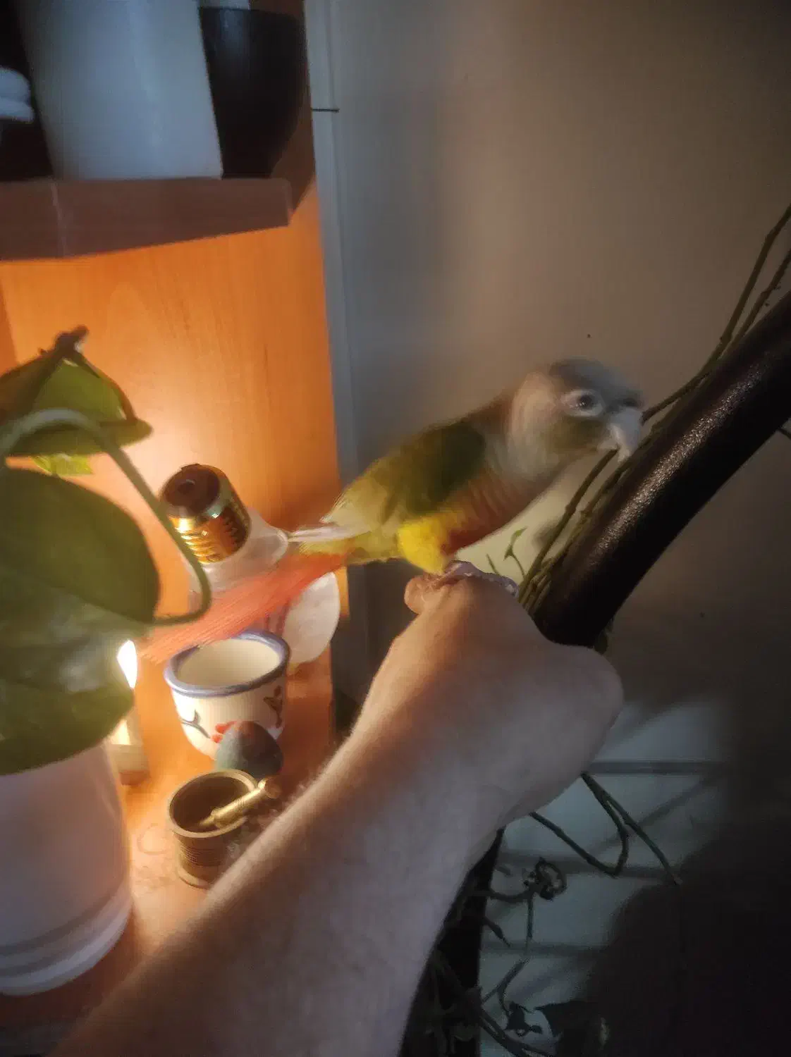 گرینچیک|پرنده|تهران, فلاح|دیوار