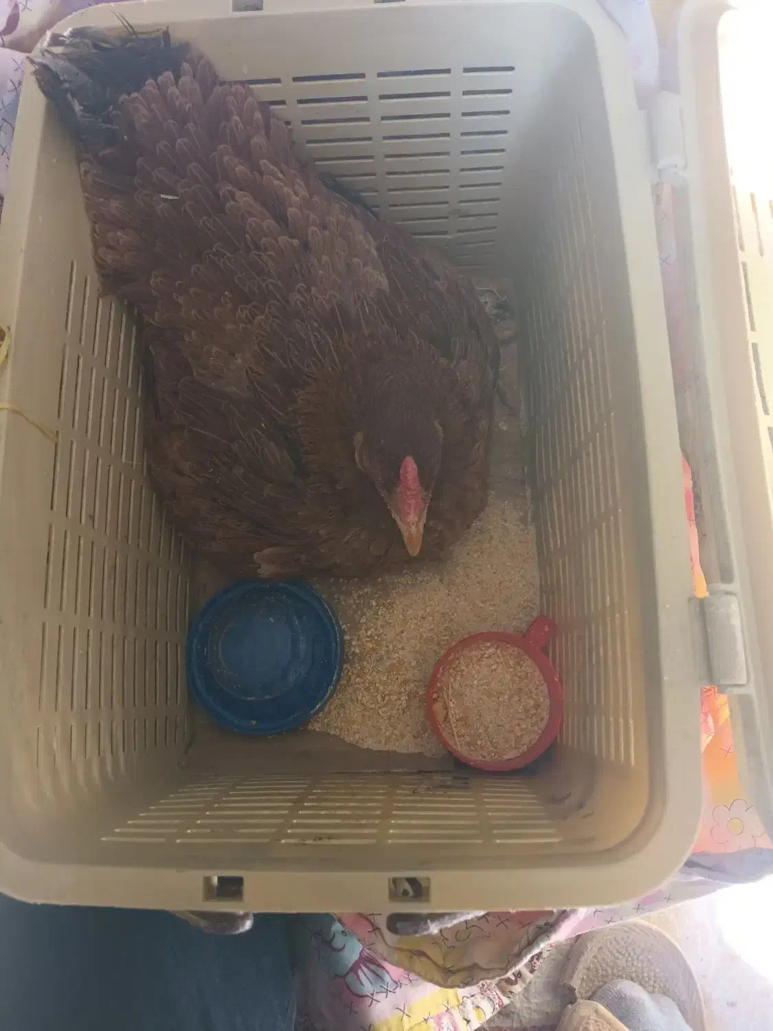 مرغ و جوجه بوقلمون|حیوانات مزرعه|کرمان, |دیوار