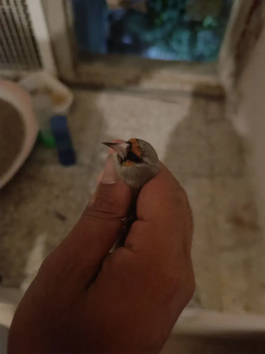 سهره وحش پاییزی دورگ|پرنده|شیراز, بالا کفت|دیوار