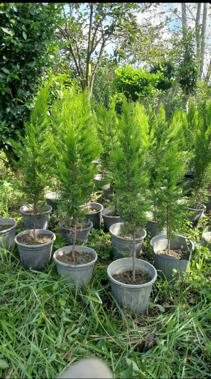 فروش لافسون|گل و گیاه طبیعی|نشتارود, |دیوار