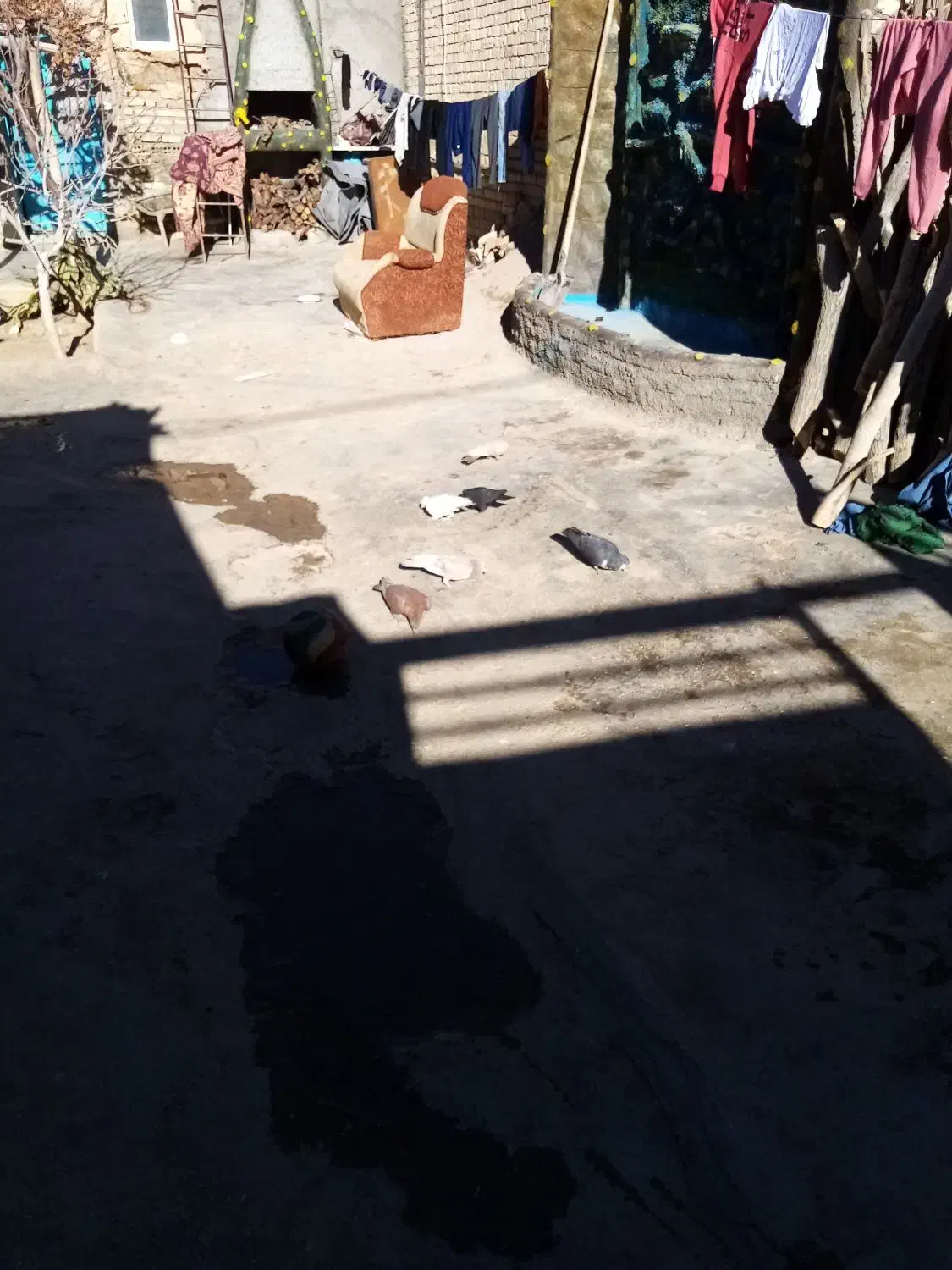 کبوتر|لوازم جانبی حیوانات|آباده, |دیوار