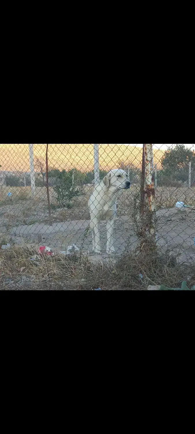 پژدر خالص|سگ|قره ضیاالدین, |دیوار