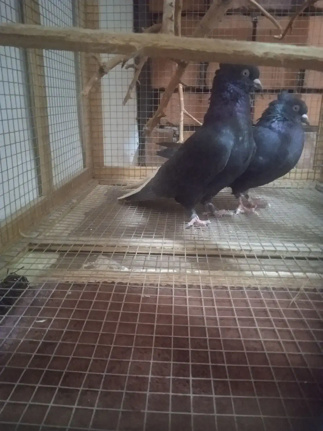 کبوترزاغ دم سفید|پرنده|جیرفت, |دیوار