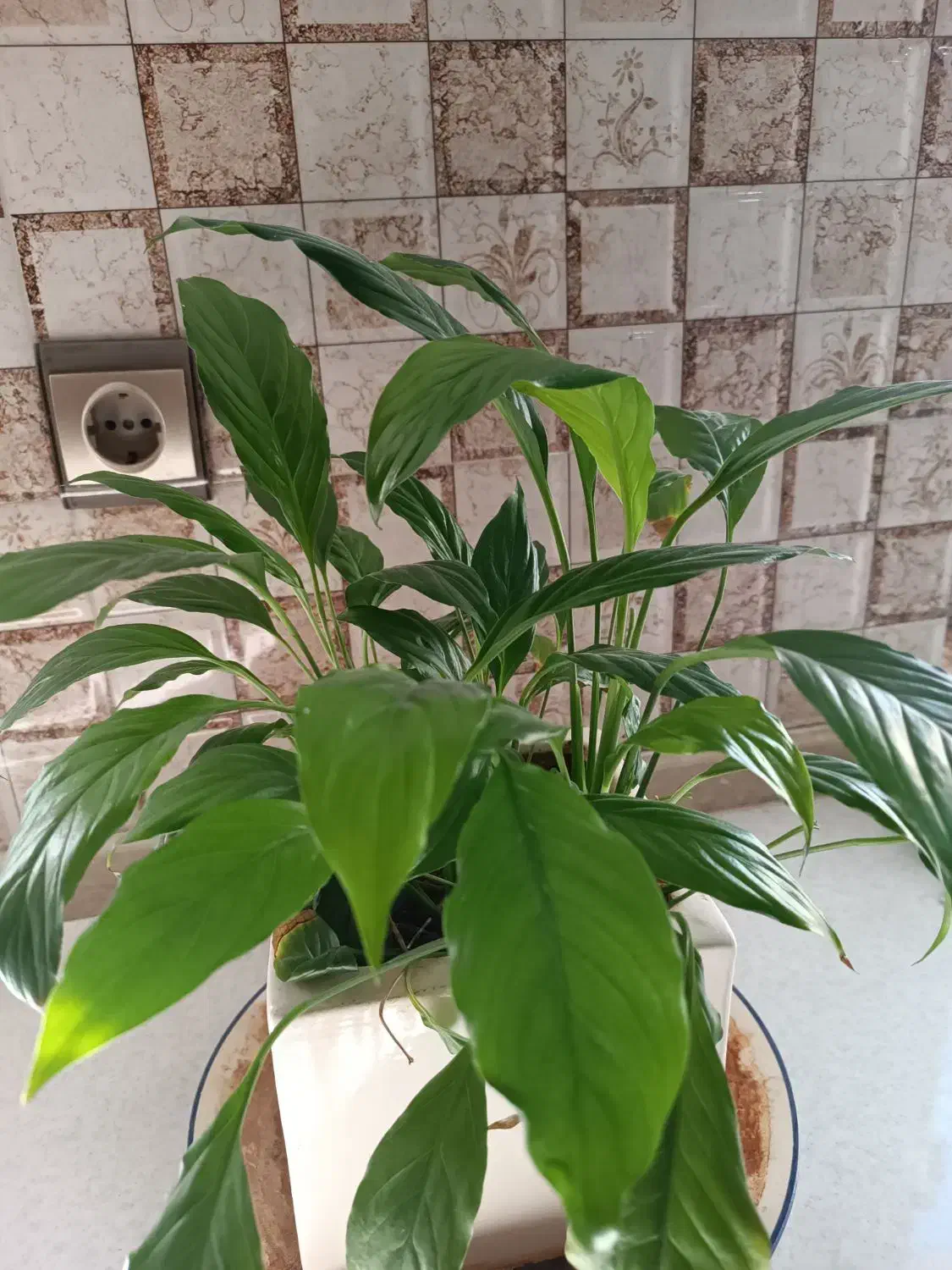 4عدد گل و گلدان طبیعی|گل و گیاه طبیعی|تهران, کیانشهر|دیوار