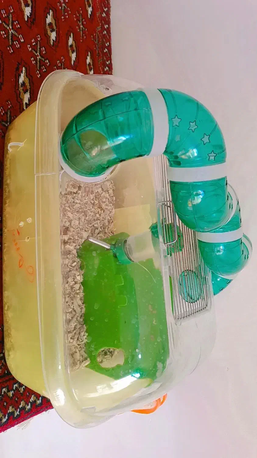 خوکچه هندی|موش و خرگوش|سیرجان, |دیوار