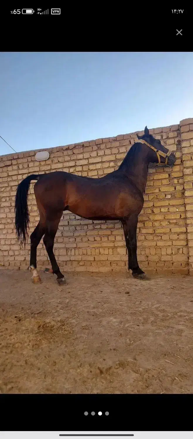 اسب کرد|اسب و تجهیزات اسبسواری|فومن, |دیوار