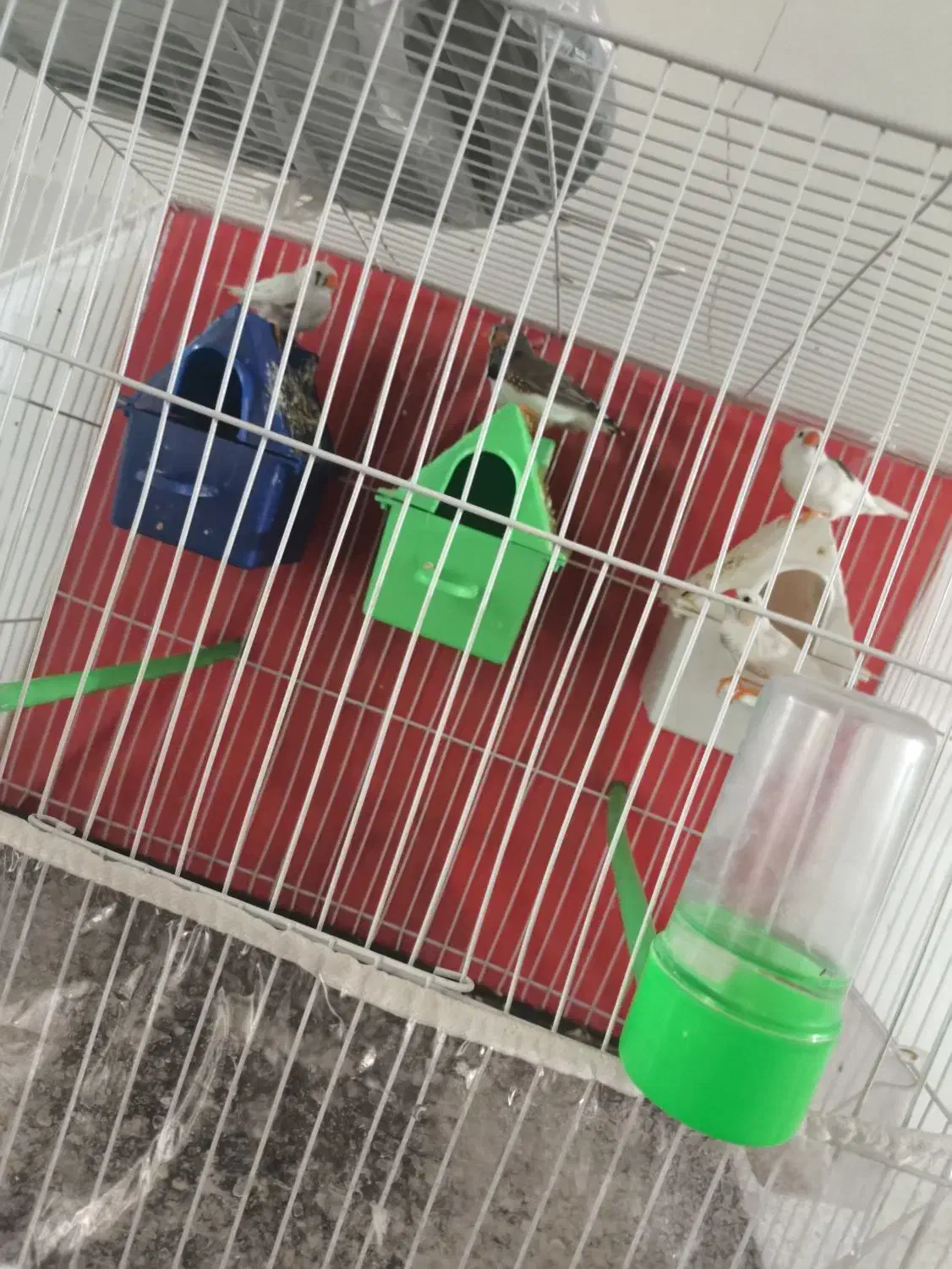 فنچ با وسایل|پرنده|مشهد, شهید علی محمدی|دیوار