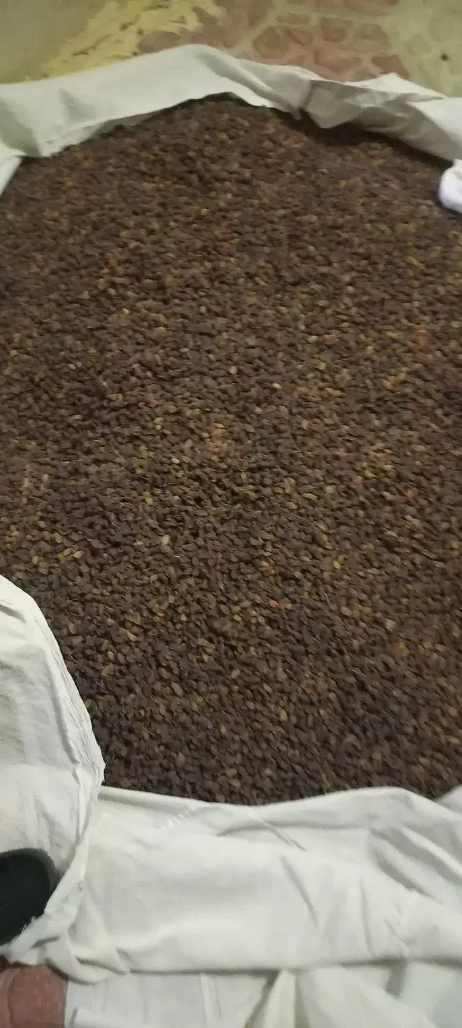 کشمش بوجاری شده|خوردنی و آشامیدنی|افشار, |دیوار