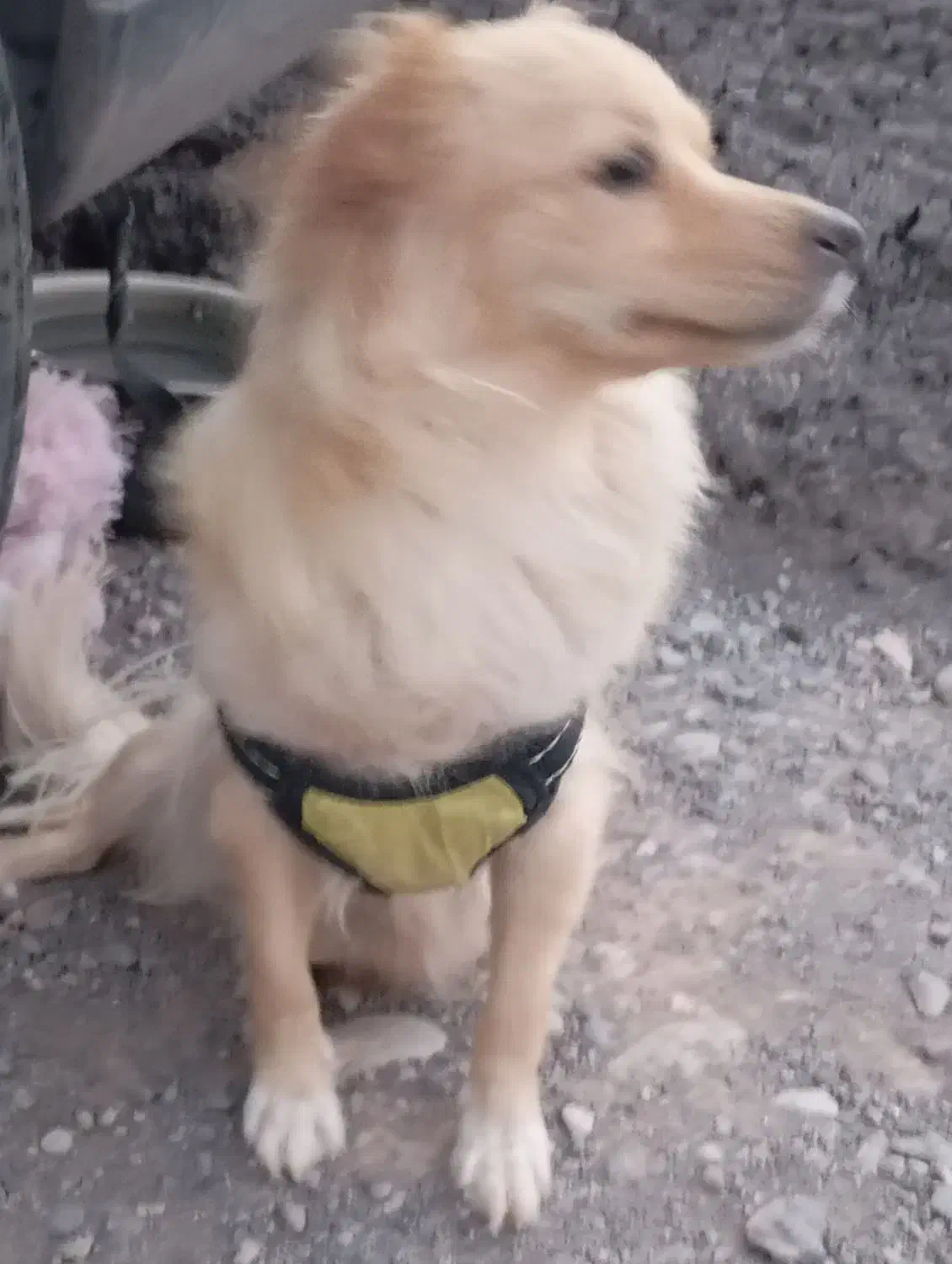 گمشده|حیوانات|بم, |دیوار