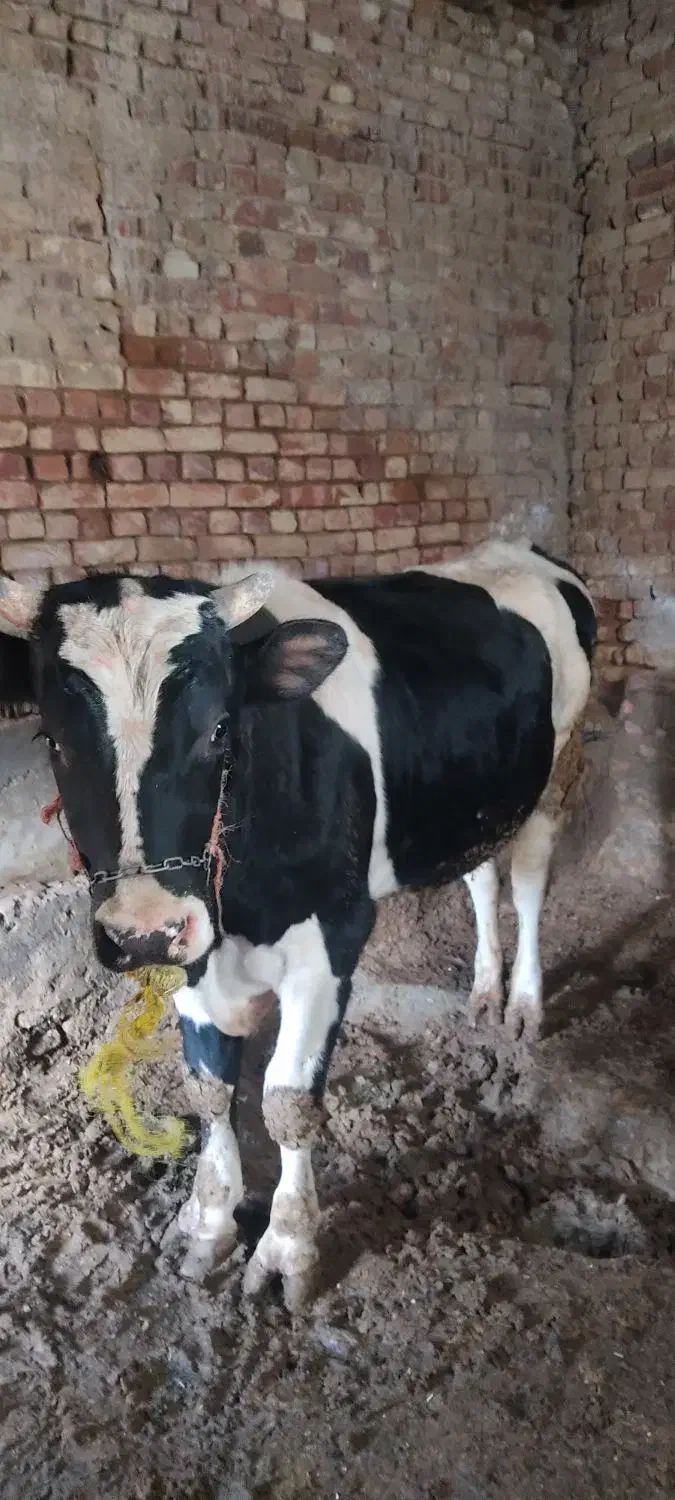 گاو|حیوانات مزرعه|سامن, |دیوار