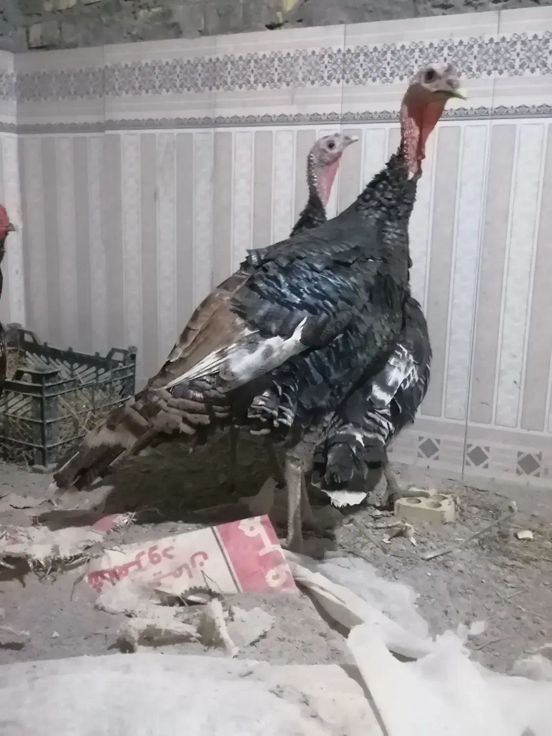 بوقلمون برنز|حیوانات مزرعه|گرگان, |دیوار