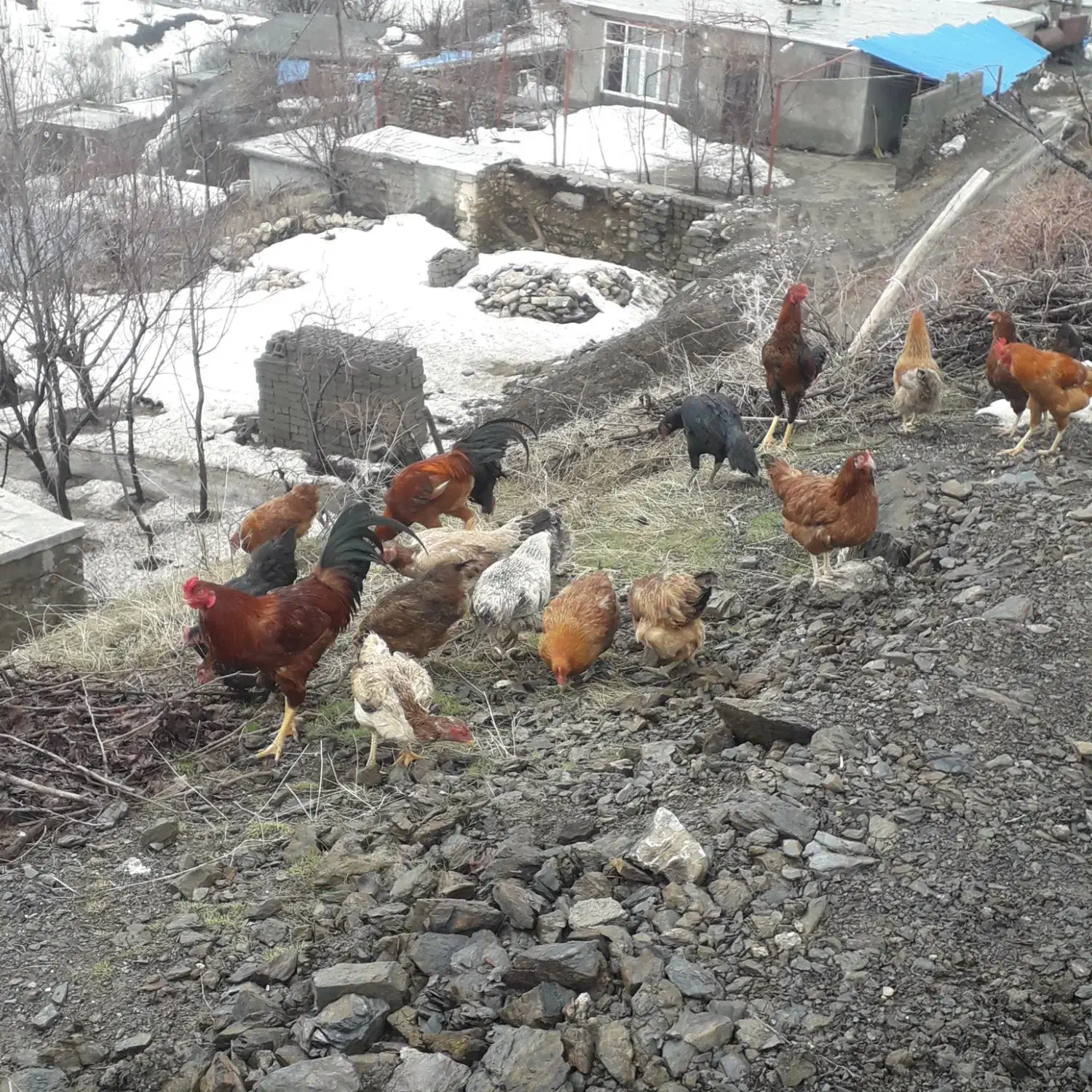 گلپایگان مرغ|حیوانات مزرعه|سردشت, |دیوار