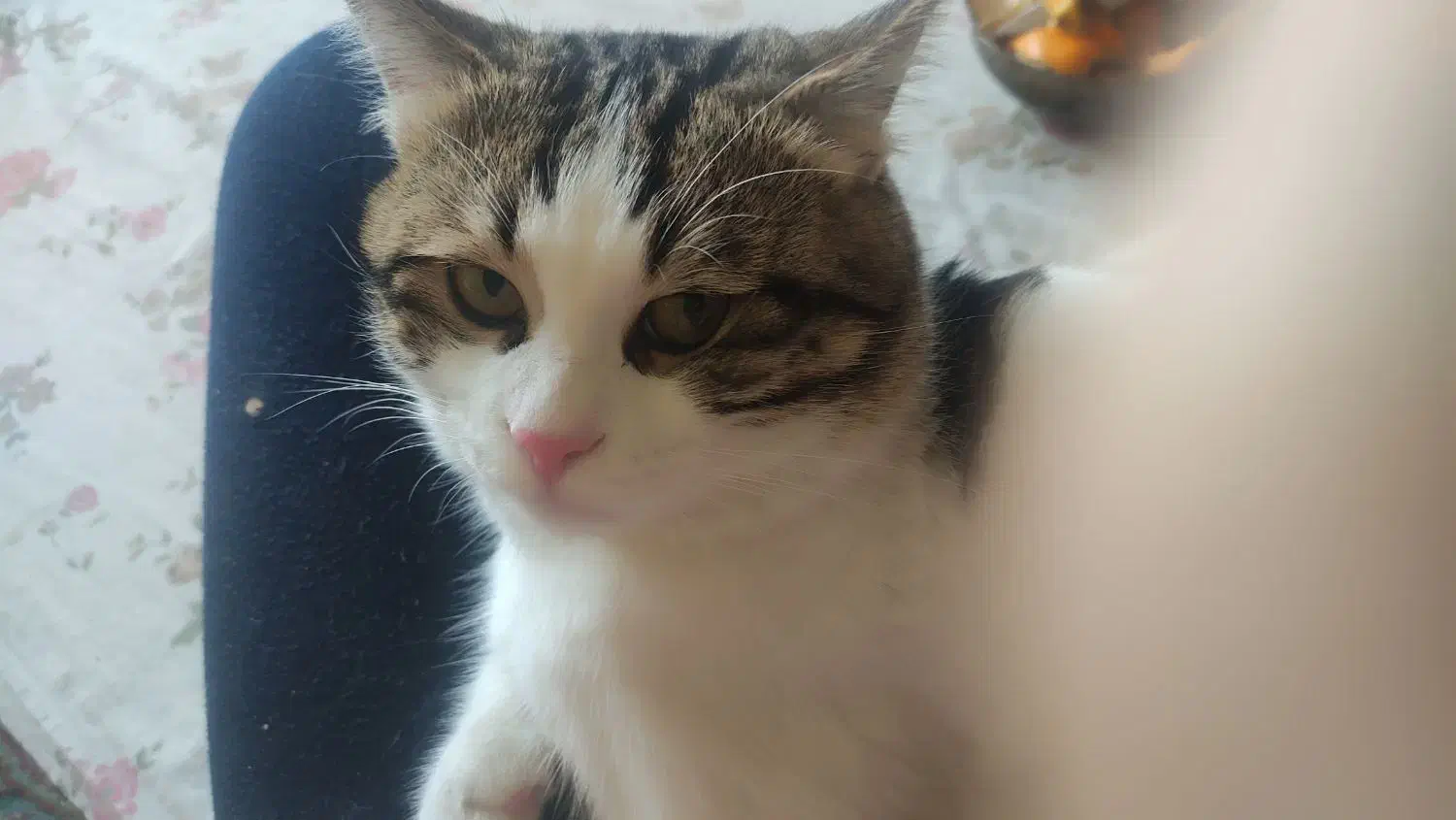 واگذاری گربه پرشین ودی اس اچ|گربه|کرمان, |دیوار