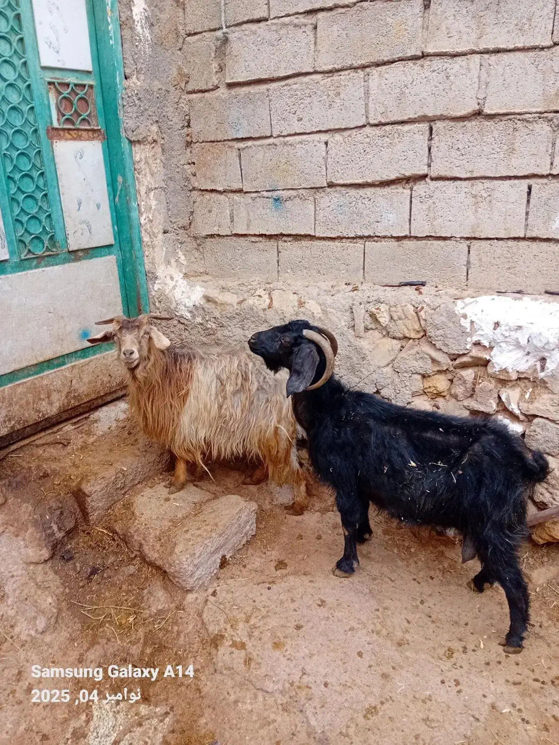 ۲عدد بز جوان برای برای فروشی وزن هر دوتا ۷۴کیلو|حیوانات مزرعه|اردبیل, |دیوار