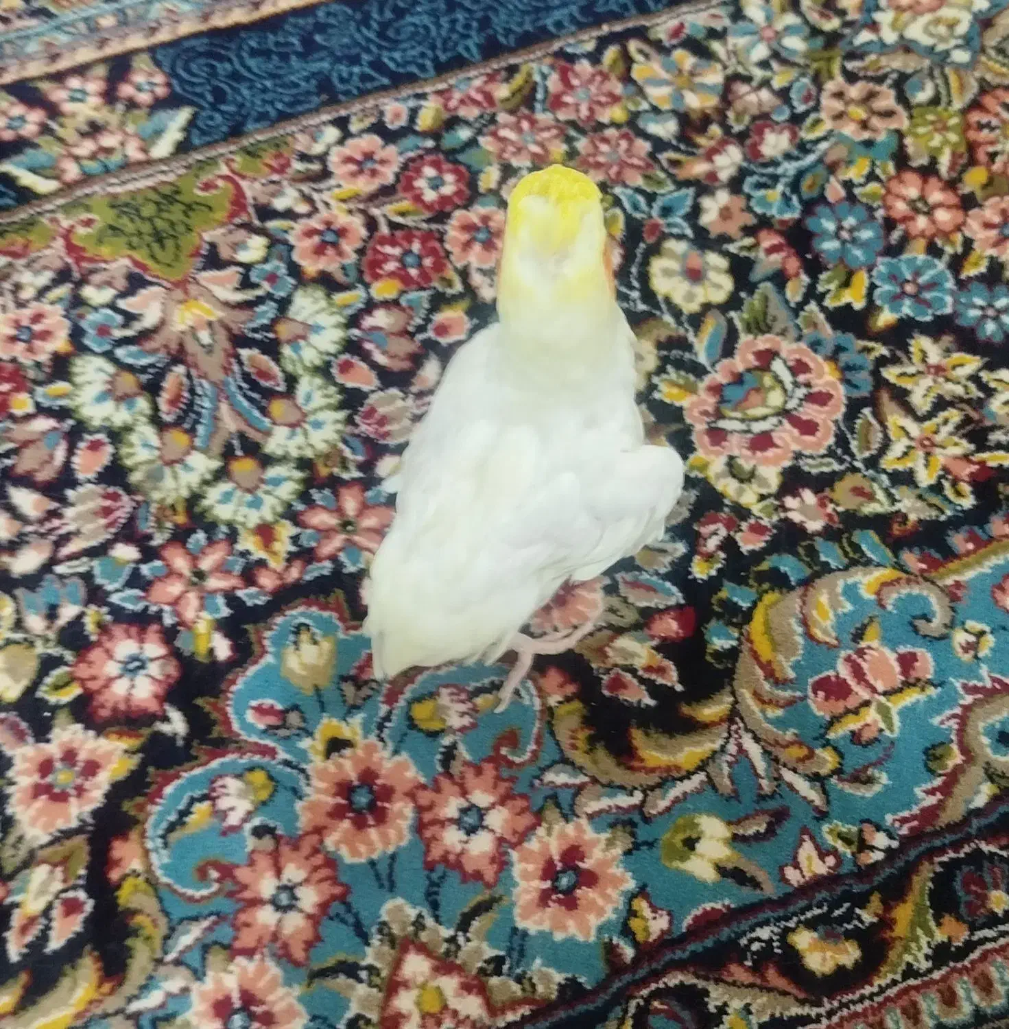 پیدا شده|پرنده|زابل, |دیوار