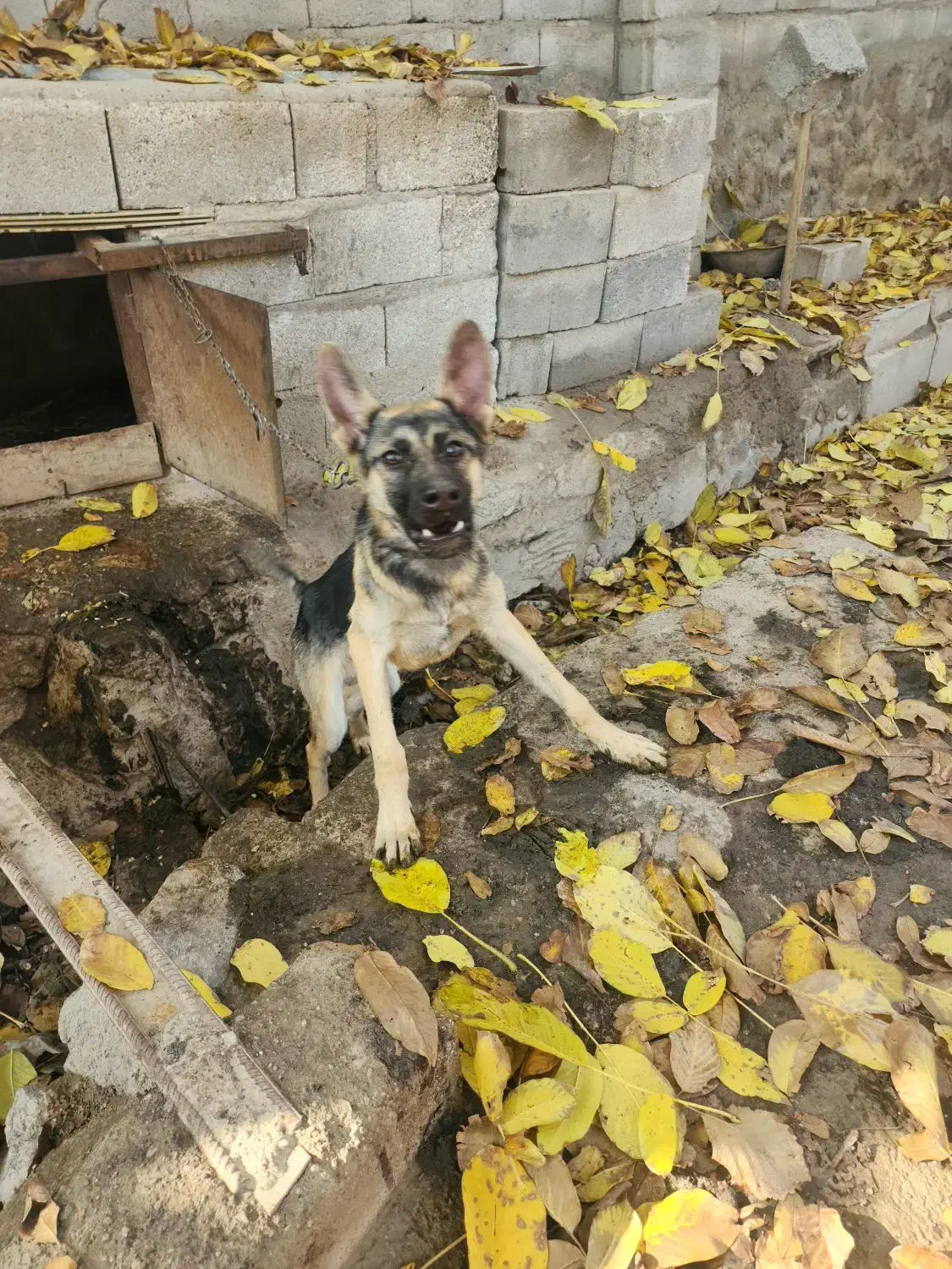 ژرمن شیپرد مو کوتاه ۶ماهه نر|سگ|خسروشاه, |دیوار