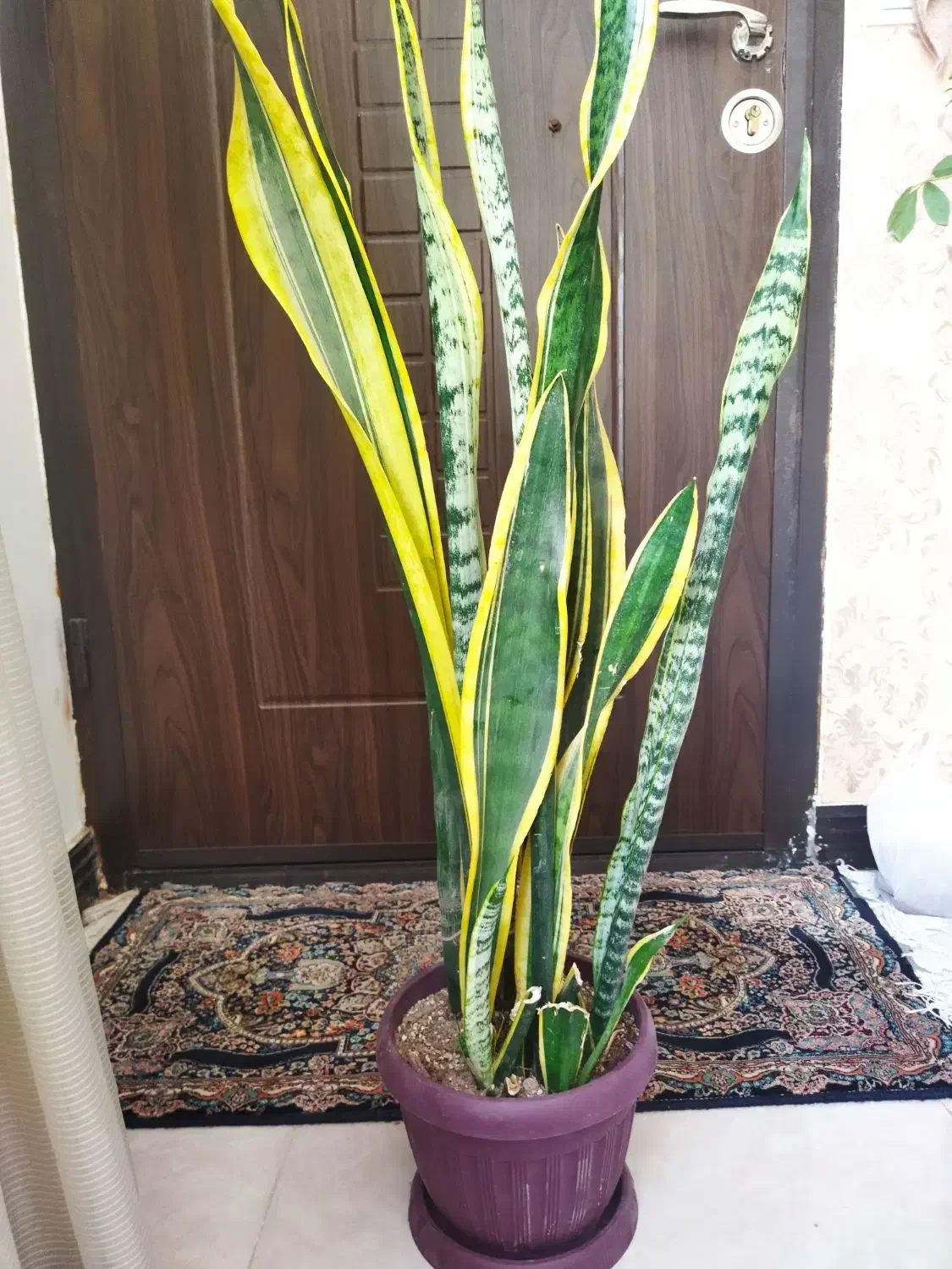 گل سانسوریا وگلدان|گل و گیاه طبیعی|شیروان (خراسان), |دیوار