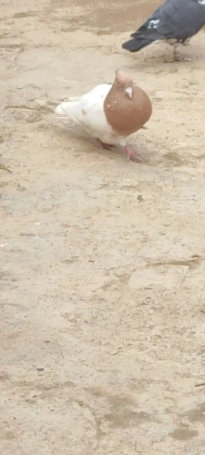 کبوتر|پرنده|شال, |دیوار