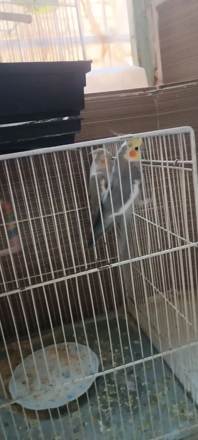 عروس هلندی|پرنده|زبرخان, |دیوار