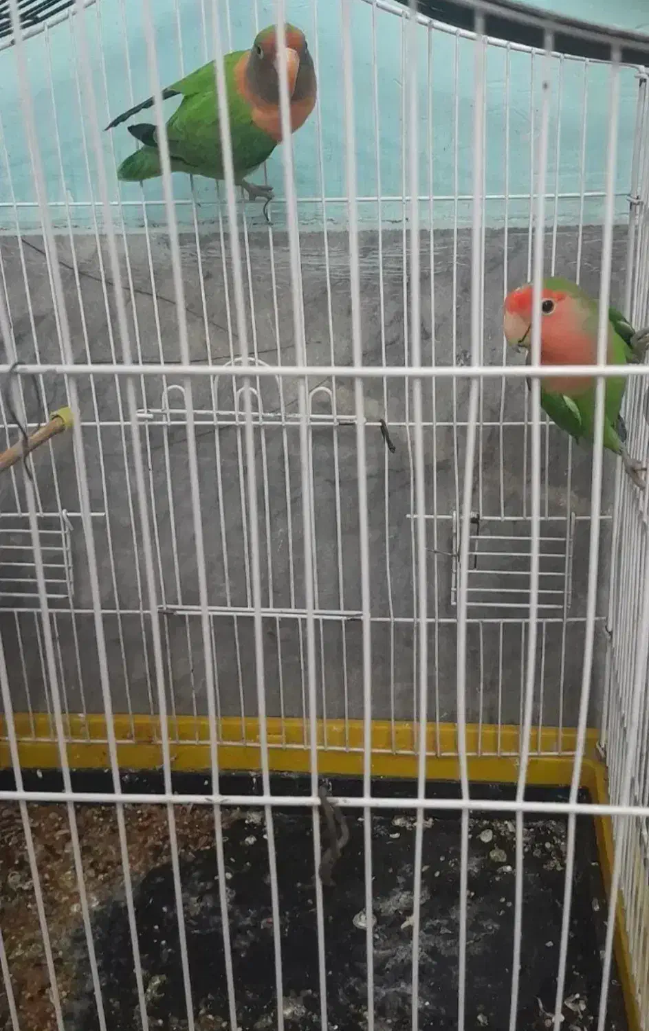 کوتوله‌جفت‌کارداده|پرنده|شیراز, طلاب|دیوار