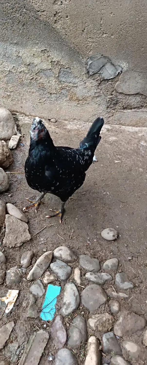 مرغ گلین لری|حیوانات مزرعه|طاهرگوراب, |دیوار