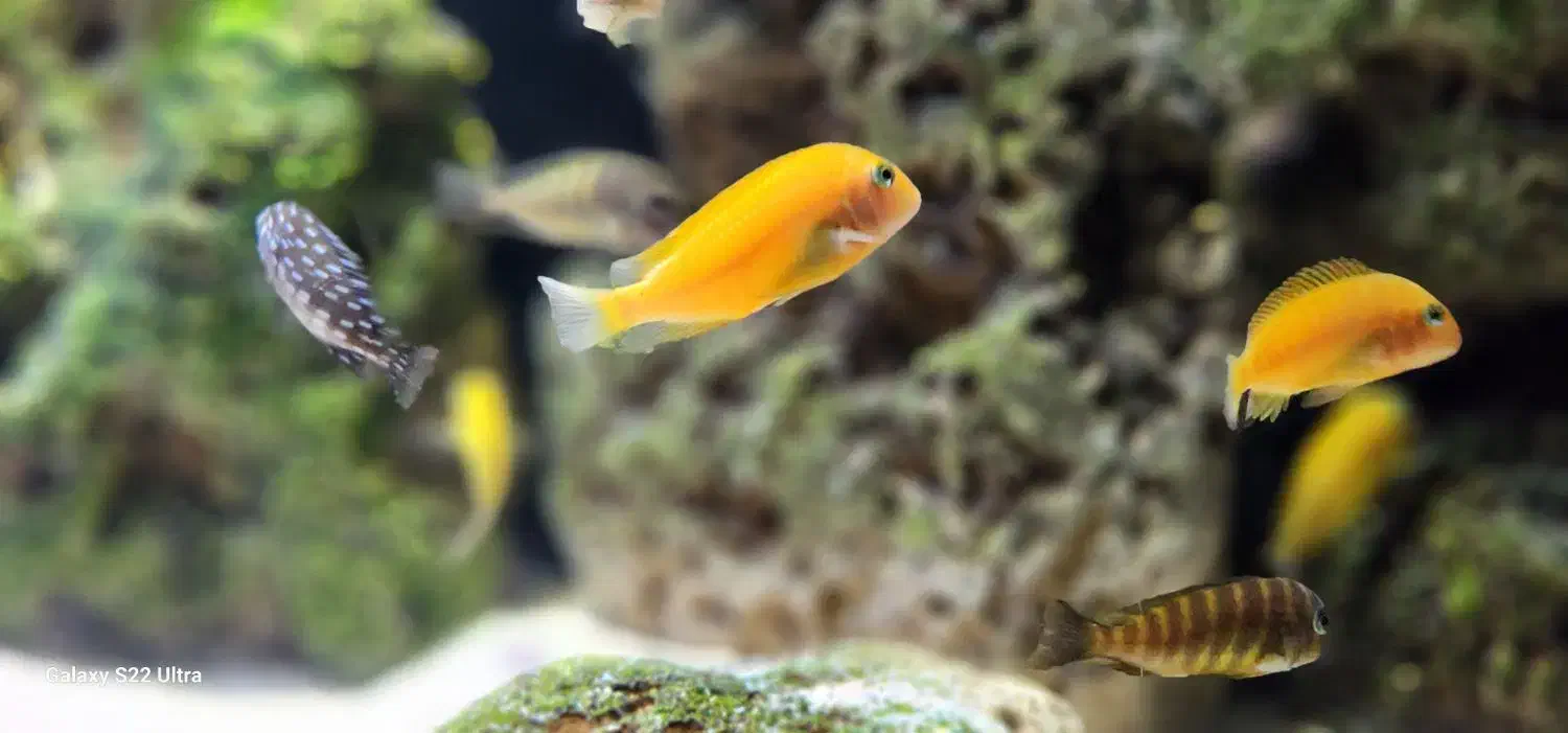 ماهی تروفئوس|ماهی|مشهد, میعاد (شهرک غرب)|دیوار