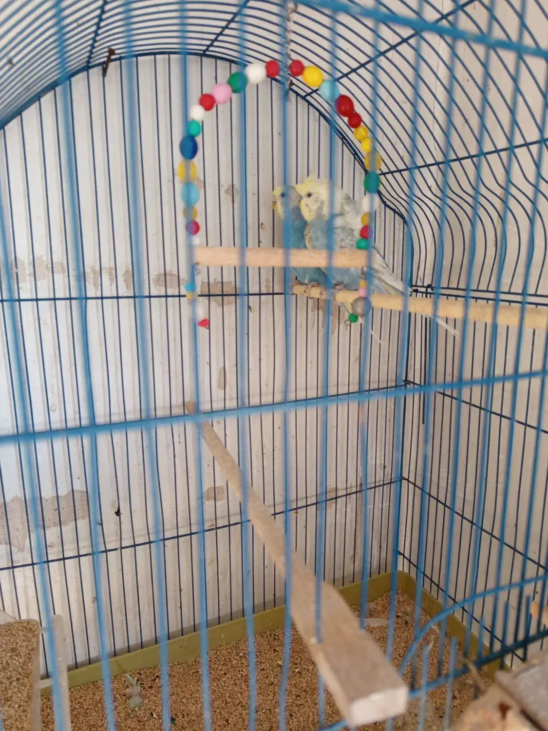 مرغ عشق های مولد با قفس|پرنده|سقز, |دیوار