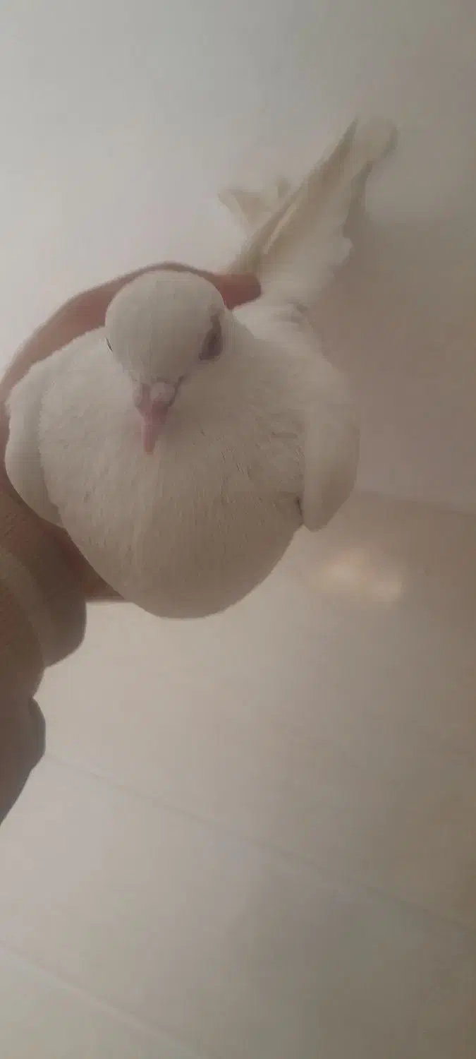 کبوتر نر او ماده|پرنده|ملایر, |دیوار