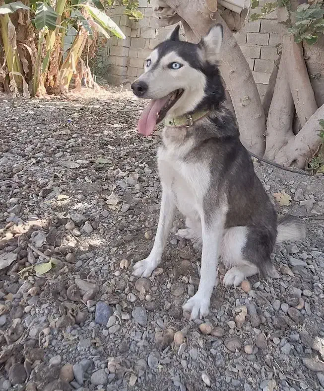 هاسکی ماده|سگ|کهنوج, |دیوار