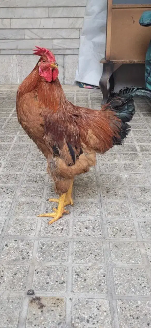 خروس محلی|حیوانات مزرعه|تهران, کوثر|دیوار